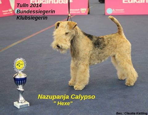 Nazupanja Calypso